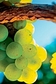 Close-up of fresh grapes on vine in Rebsorte Silvaner, Franconia, Germany