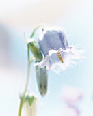 blaue Glockenblume, Blume, close-up Blüte, Nahaufnahme, Pastellton