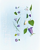 Schaubild Glockenblumen, zählen zur Gattung Röhrenblütler