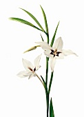 Gladiolus Callianthus, Murielae, Wildgladiole, Herkunft Äthiopien