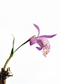 Pleione Formosana kleine Erdorchidee aus Fernost, mit Cyclamen