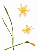 Tulbaghia Capensis, Zwiebelgewächs aus Südafrika