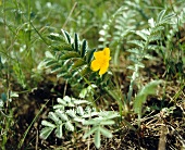 Tansy flower in green grass