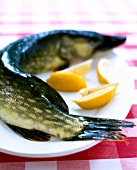 Close-up of pike fish with lemons on white plate