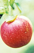 Ein roter Apfel hängt am Baum, close up