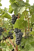 Weintrauben aus der Weinregion Ahr Trauben blau