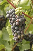 Weintrauben aus der Weinregion Ahr Trauben blau