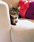 Katze auf weißer Couch in Lederoptik close-up