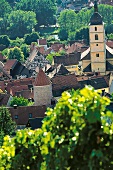 Stadt Sommerhausen, Weinzentrum, Spargelzentrum
