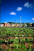 Penfolds Magill Estate, Weingut in Südaustralien