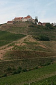 Schloss Staufenberg Schloß Staufenberg Weingut mit Weinstube Vesperstube in Durbach