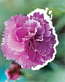 Carnation flower Pikes Pink, garden carnation close-up