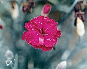 Carnation flower Oakington Hybrid, carnation, close-up