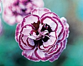 Nelkenblüte Grannis Favorite, Gartennelke, close-up