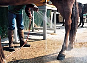 Pferd wird geputzt, gewaschen mit Wasser, Wasserschlauch