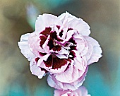 Carnation flower Mrs McBride, garden carnation, close-up