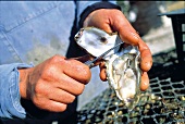 geöffnete Austernschale - Auster wird mit Messer herausgetrennt