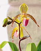 Orchidee, Frauenschuh, close-up der Blüte