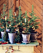 Various Christmas trees decorated with candles in pot
