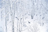 Deers in forest during winter in Salzburg, Austria