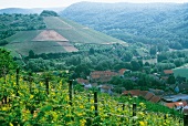 Weinberge Niederhäuser Hermannshöhle Weinanbau, Weinregion an der Nahe