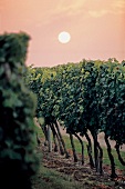 Weinreben, Weinstöcke an der Loire, Frankreich, Cabernet franc