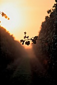 Vineyard of Cabernet Franc at sunset in Loire Valley, France