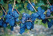 Rote Weintrauben, Weinreben, an der Loire, Frankreich, Cabernet franc