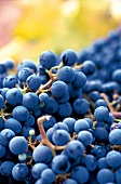 Weintrauben, blau, Traube, Rebsorte Cabernet Sauvignon, Napa Valley