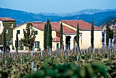 Dalla Valle, Weingut, Weinberg in Hochlagen von Oakville, Napa Valley