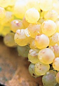 Close-up of chardonnay grapes from Burgundy, Le Montrachet, France