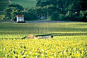 Reblandschaft Le Montrachet, Burgund Chardonnay,  Frankreich