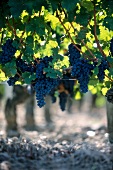 Merlot blue grapes at Pomerol in France
