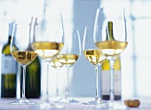 Glasses filled with white wine from Collio cultivation of eastern hills of Italy