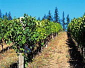 Weinberg, Weinreben in Oregon, USA Pinot noir, Beaux Freres, Newberg