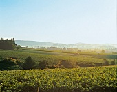 Weinanbaugebiet in Oregon, Pinot noir, Dundee Hills, Domaine Drouhn