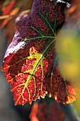 Herbst, Blatt, herbstliche Farben, close up