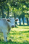 Kuh auf Wiese in der Normandie. 