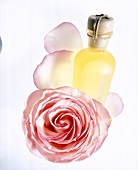 Flasche mit Rosenöl und Blüte einer Rose, freisteller