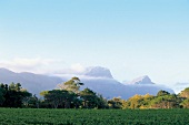 View of wine region around Stellenbosch in South Africa, Table mountain in the background