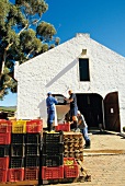 Südafrika, Hermanus, Weingut Hamilton-Russell, Traubenanlieferung