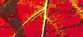 Weinblatt, Blatt im Oktober, close up, herbstlich, feine Äderchen