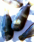 Four rao fishes on white background