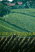 Steiermark, Weinberge, Weinernte, Weißwein, Österreich