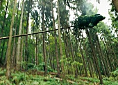 Baum wird gefällt, Wald, auf Gut Hohenhaus, Thüringen