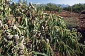 Almond trees in Bunyola, Mallorca, Spain