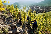 Erntehelfer auf Weinberg in der Steillage Calmont, Weingut Franzen