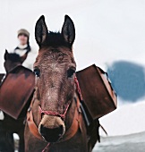 Wallis: Muli mit Packtaschen im Schnee.