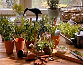 Clay pots planted with herbs in kitchen