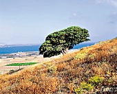 Blick auf Meer auf Kykladen Insel Antiparos, Griechenland, Natur, Baum